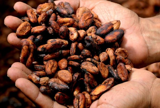 cacao.png